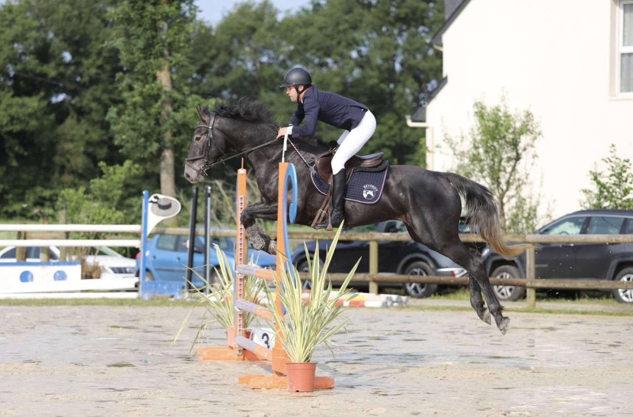 Gelding Selle Français For sale 2021 Grey