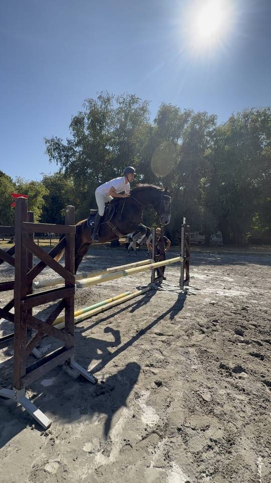 Gelding Selle Français For sale 2021 Grey