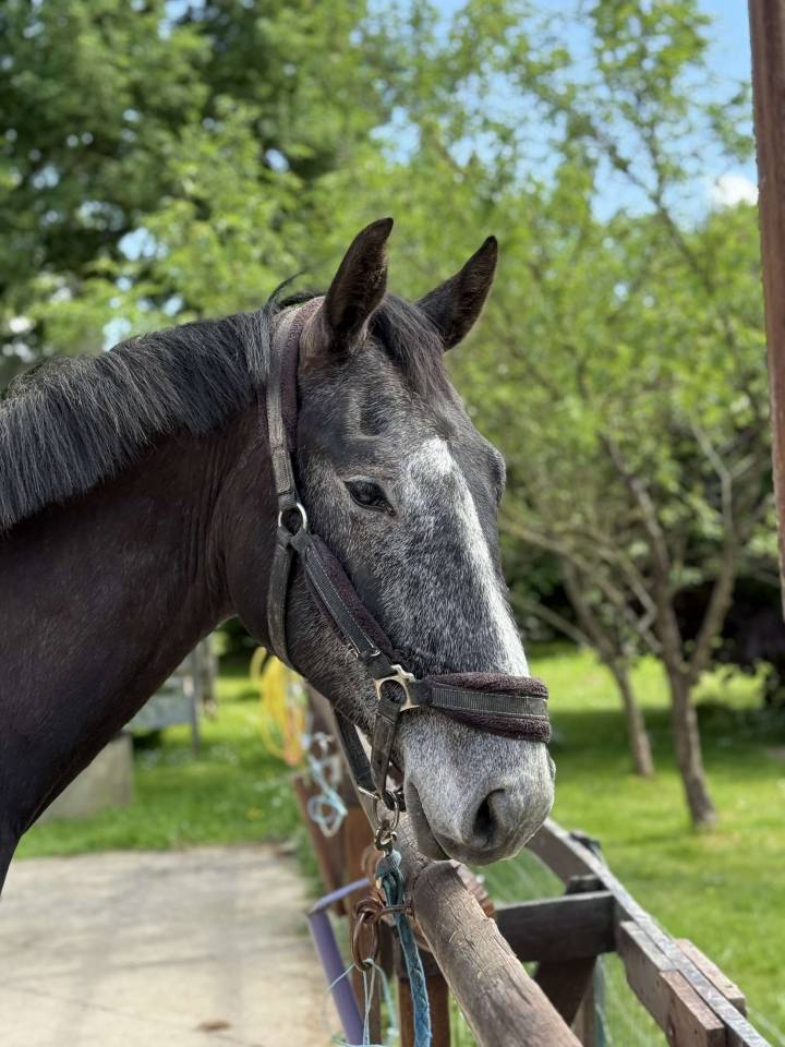 Gelding Selle Français For sale 2021 Grey