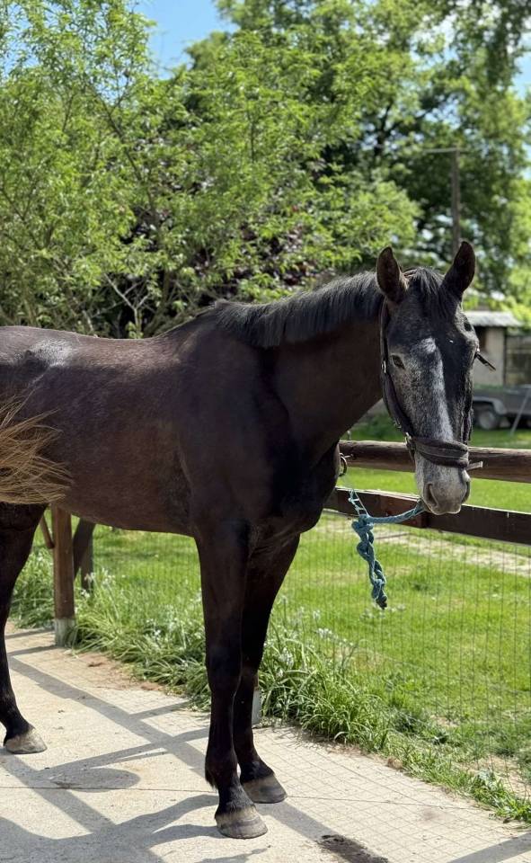 Gelding Selle Français For sale 2021 Grey
