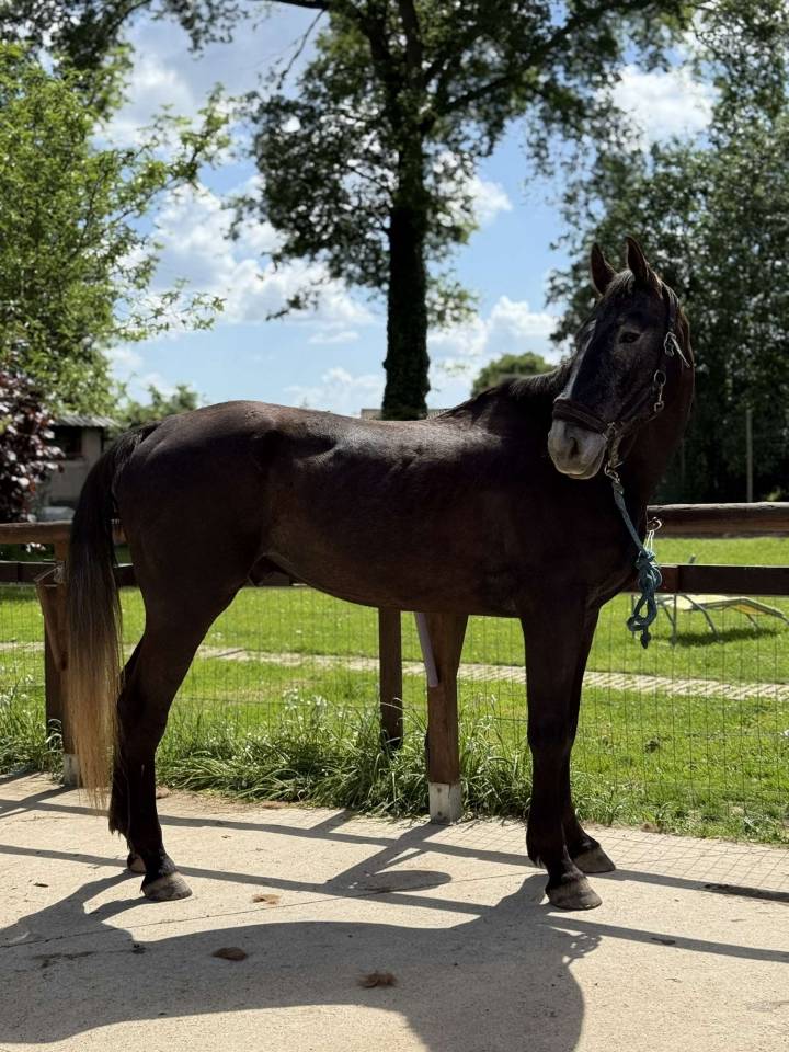 Gelding Selle Français For sale 2021 Grey
