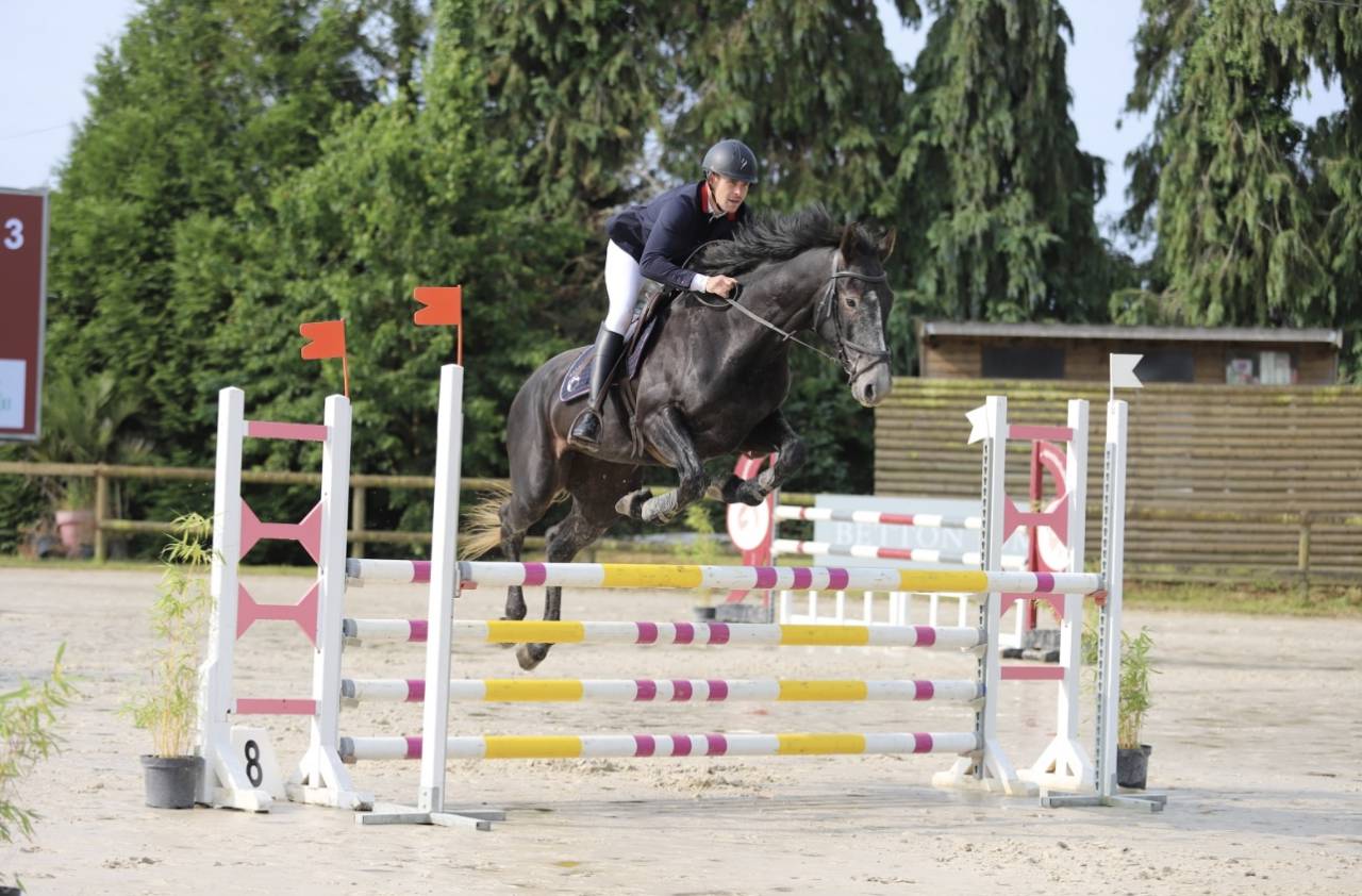 Gelding Selle Français For sale 2021 Grey