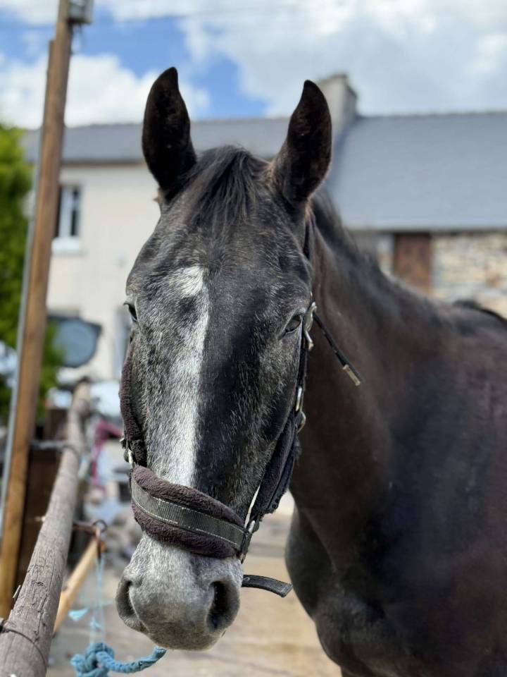 Gelding Selle Français For sale 2021 Grey