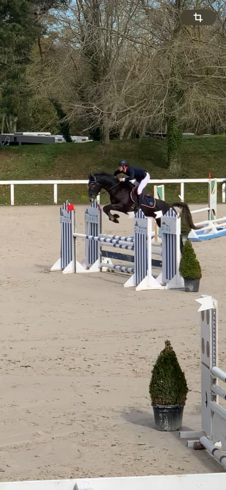 Gelding Selle Français For sale 2021 Grey