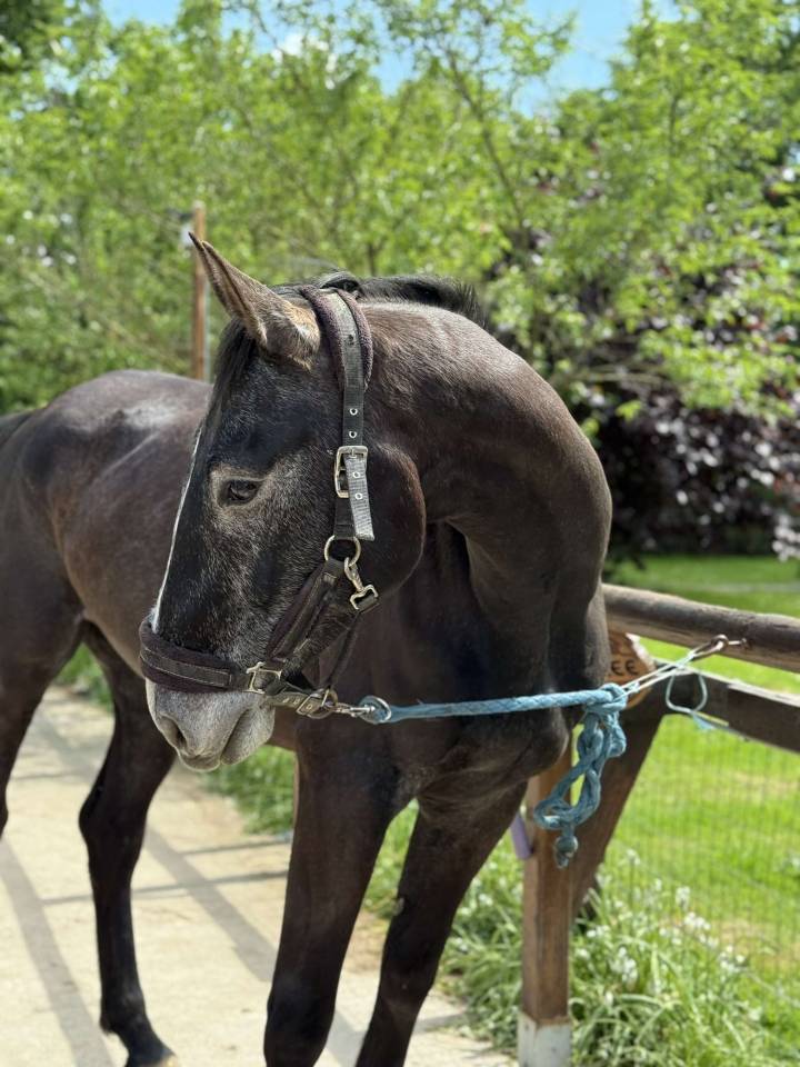 Gelding Selle Français For sale 2021 Grey