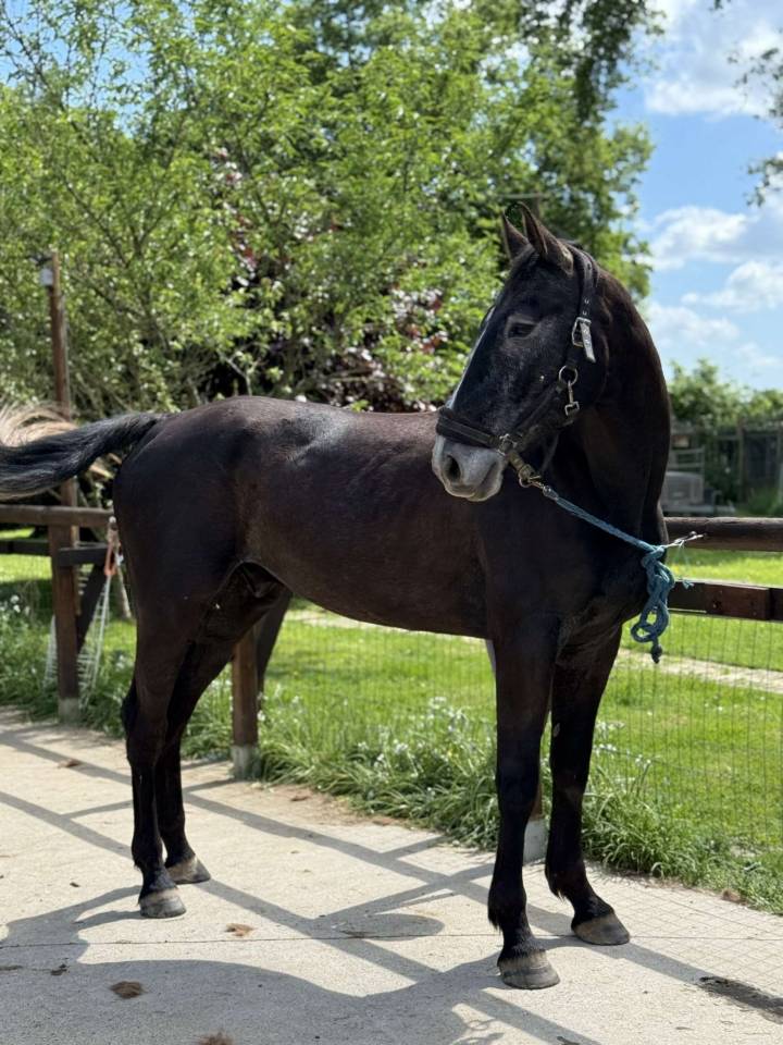 Gelding Selle Français For sale 2021 Grey