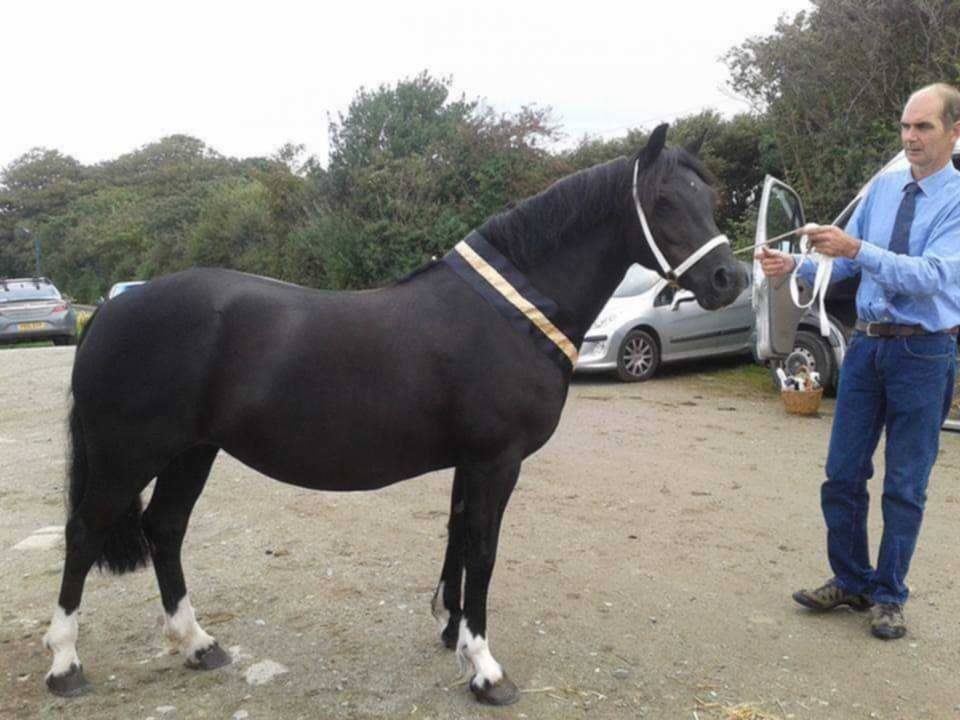 Mare Welsh Pony (Section C) For sale 2011 Black