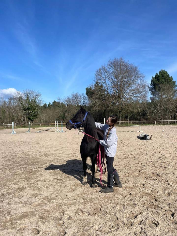 Mare Welsh Pony (Section C) For sale 2011 Black