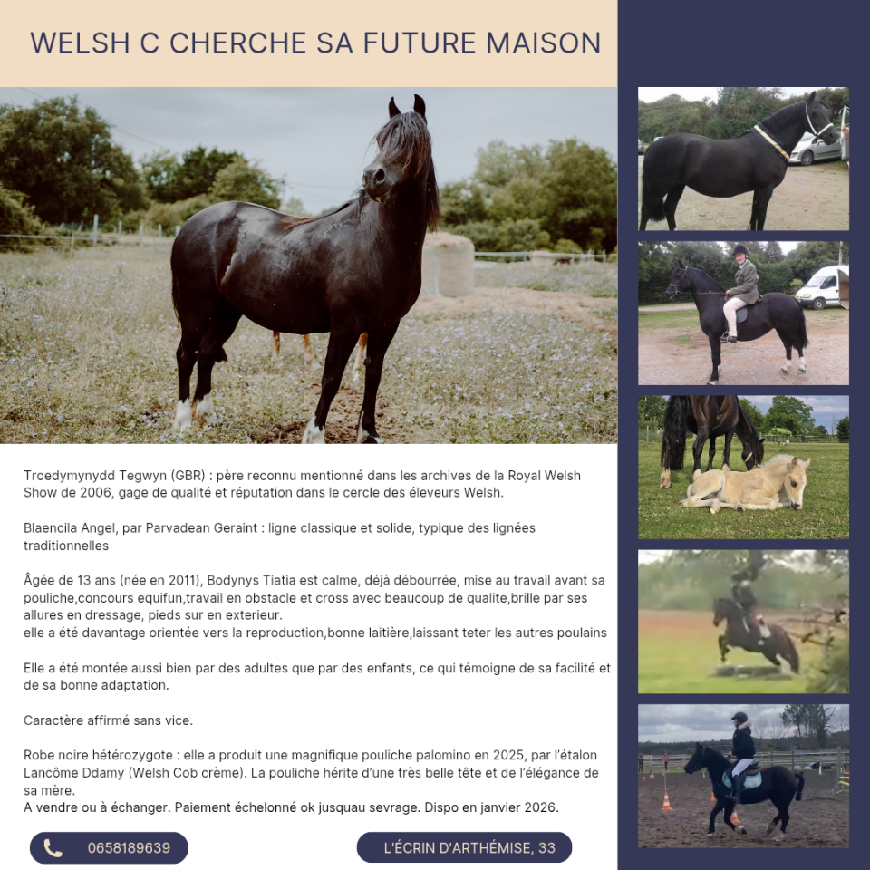 Mare Welsh Pony (Section C) For sale 2011 Black