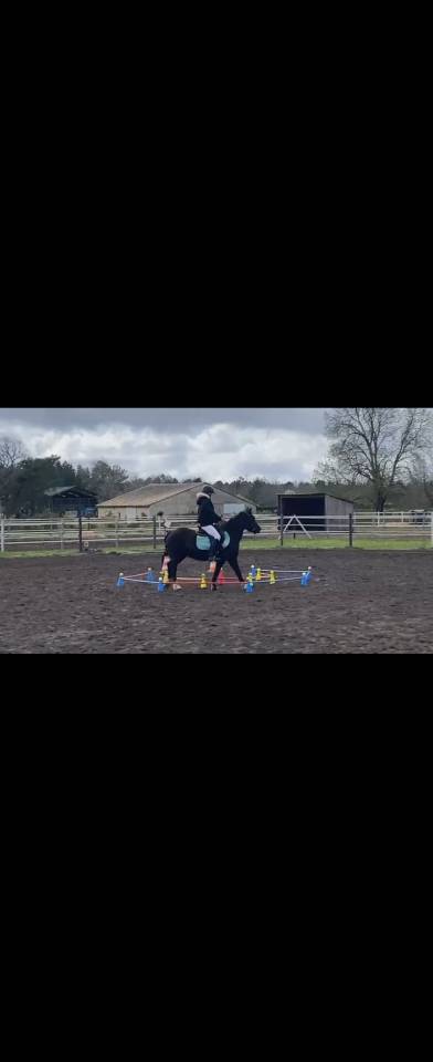 Mare Welsh Pony (Section C) For sale 2011 Black