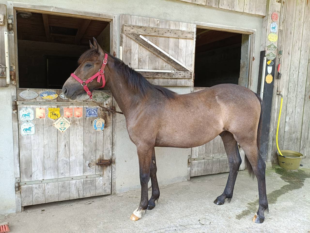 Gelding French Saddle Pony For sale 2024 Grey