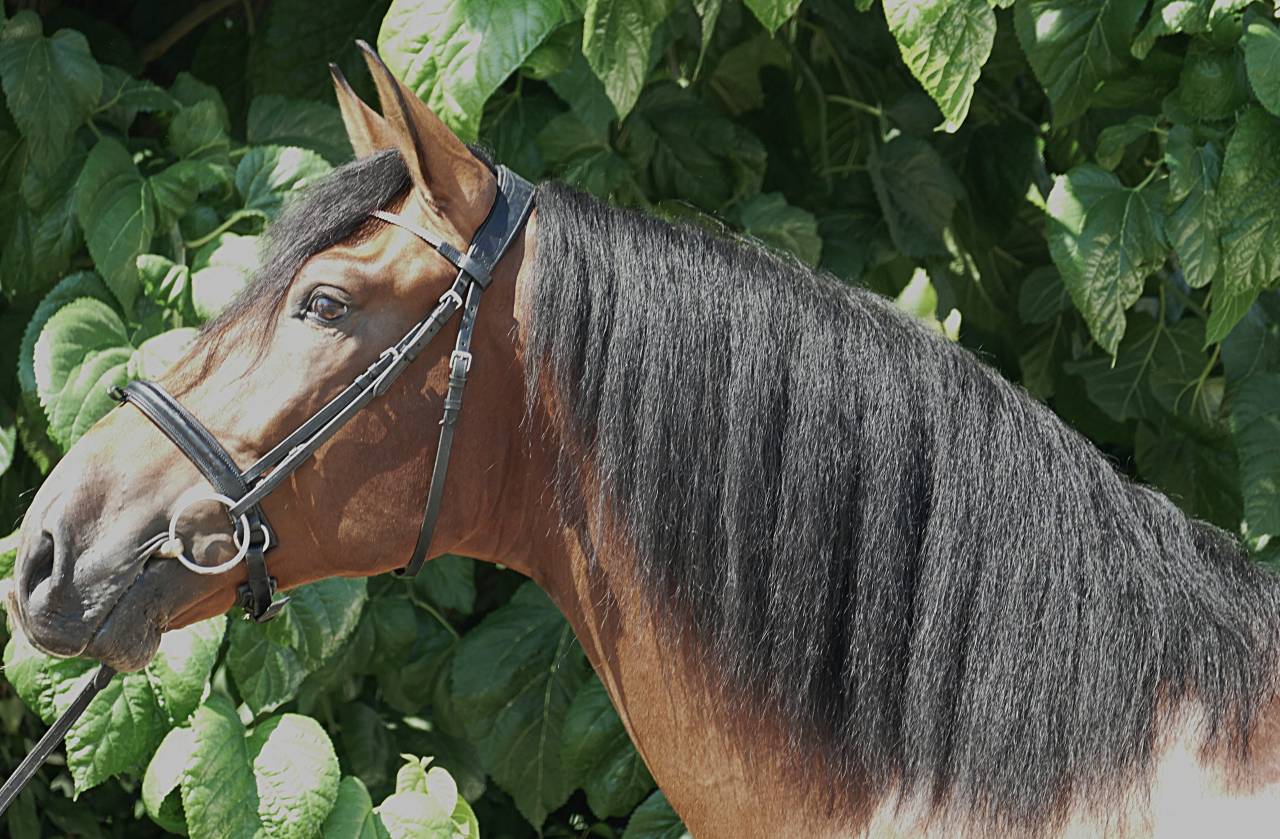 Gelding PRE Pure Spanish Bred For sale 2021 Bay