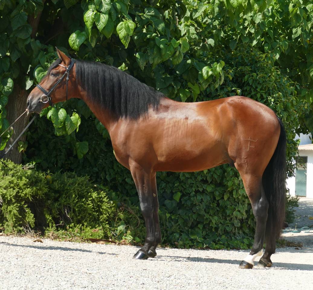 Gelding PRE Pure Spanish Bred For sale 2021 Bay