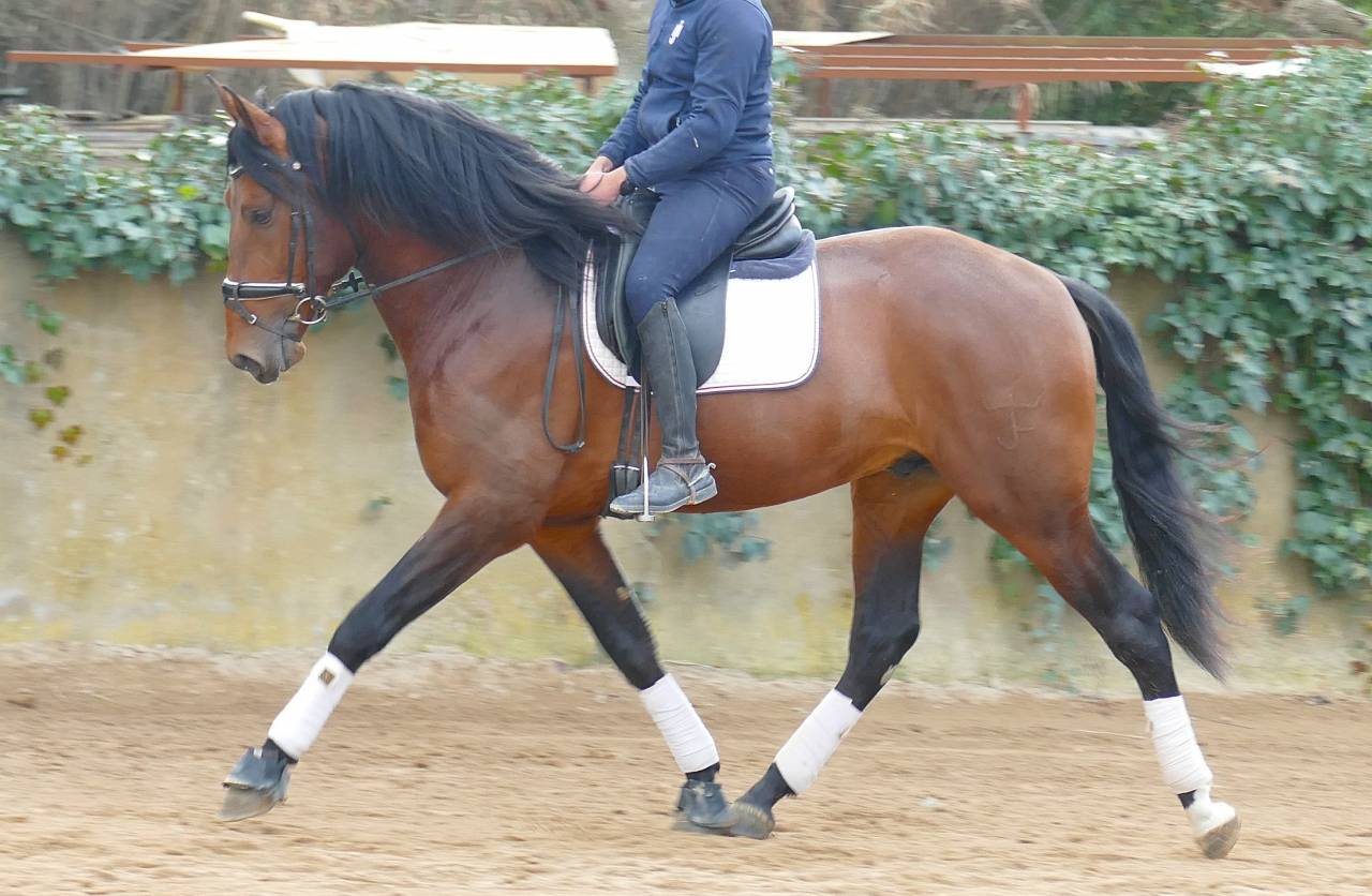Gelding PRE Pure Spanish Bred For sale 2021 Bay