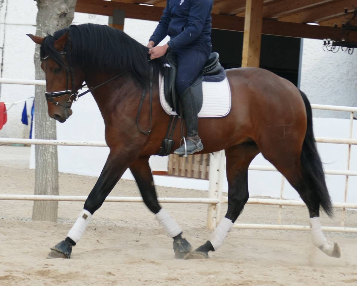 Gelding PRE Pure Spanish Bred For sale 2021 Bay