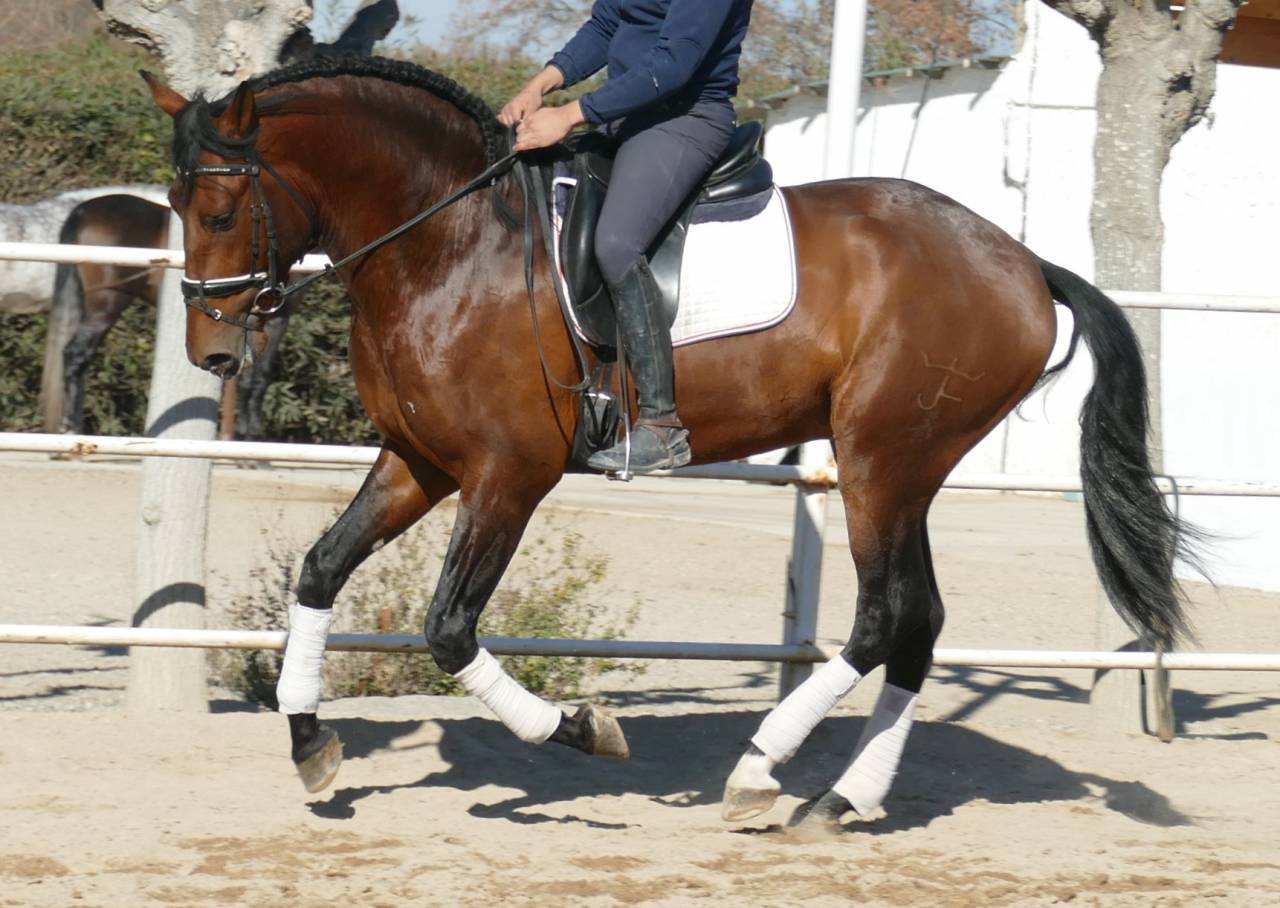 Gelding PRE Pure Spanish Bred For sale 2021 Bay