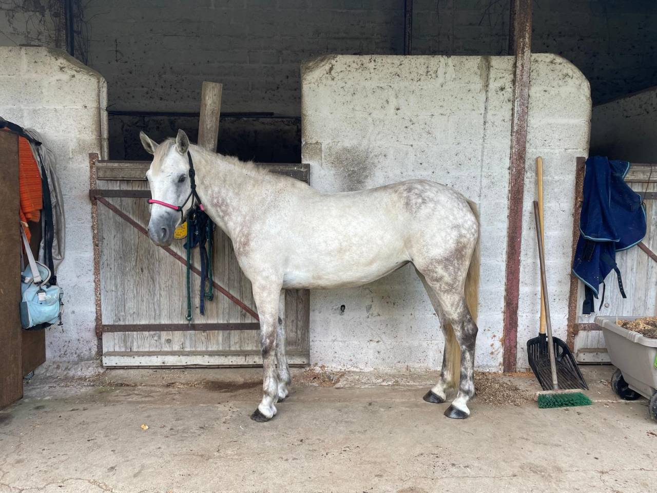 Mare Connemara For sale 2017 Grey