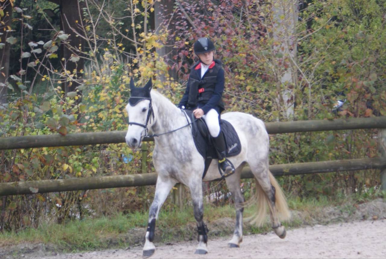 Mare Connemara For sale 2017 Grey