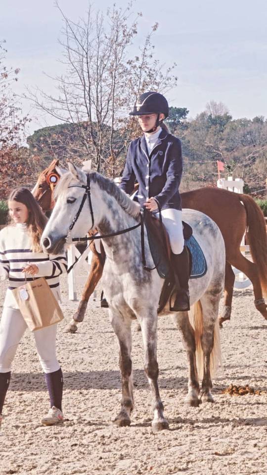 Mare Connemara For sale 2017 Grey