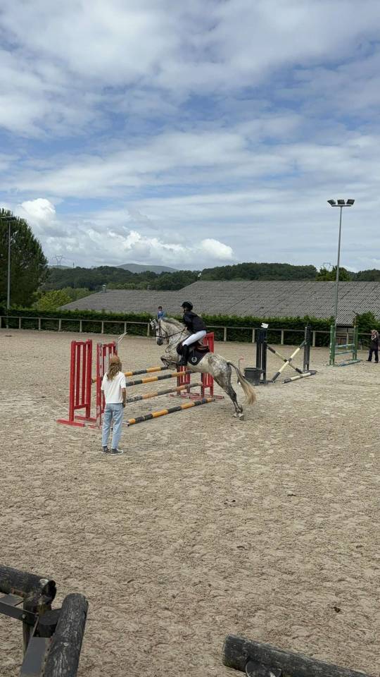 Mare Connemara For sale 2017 Grey