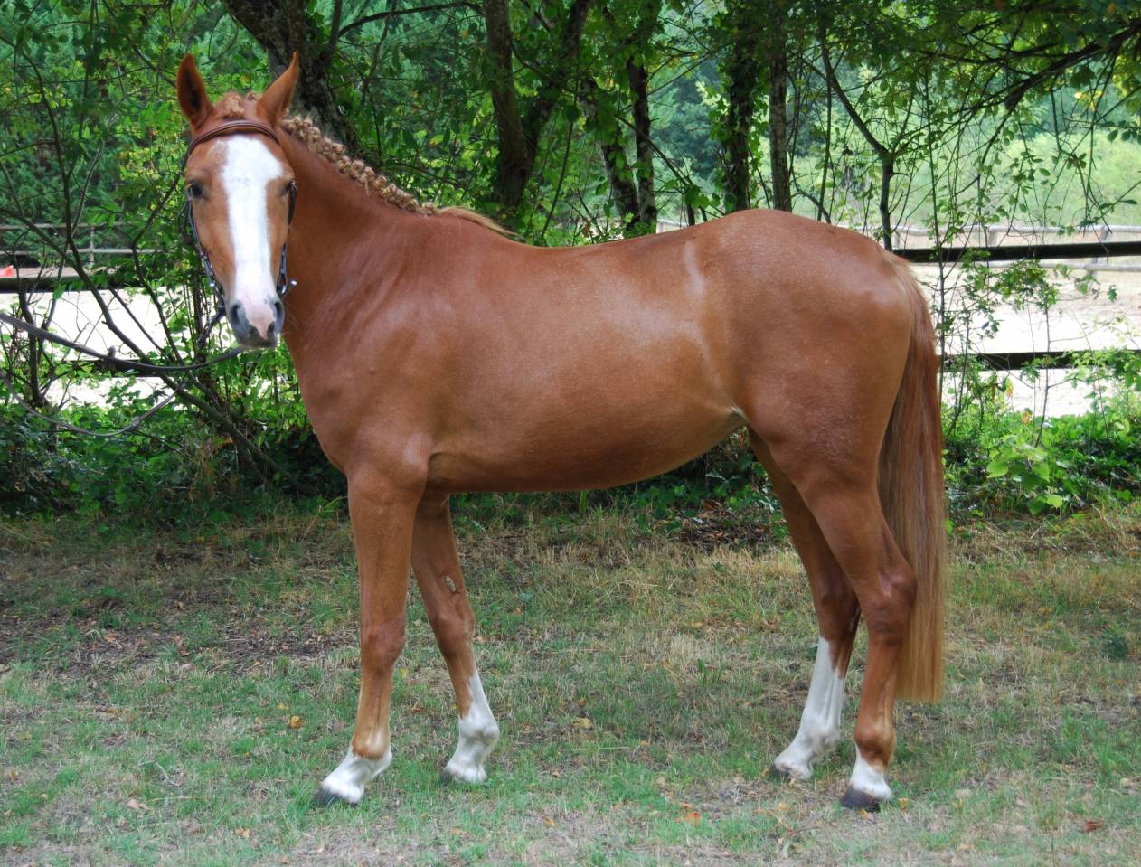 Mare French Saddle Pony For sale 2022 Silver dapple