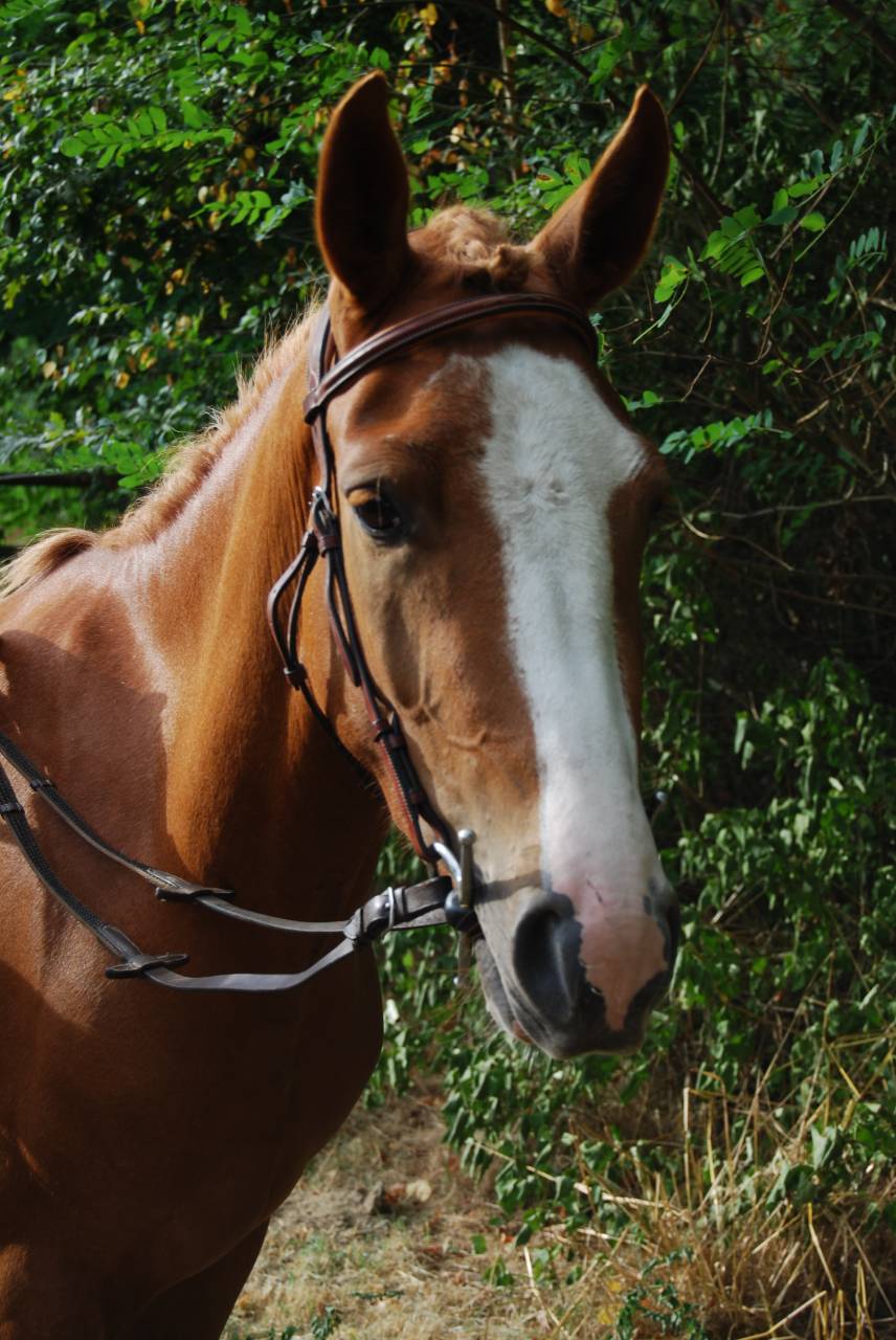 Mare French Saddle Pony For sale 2022 Silver dapple