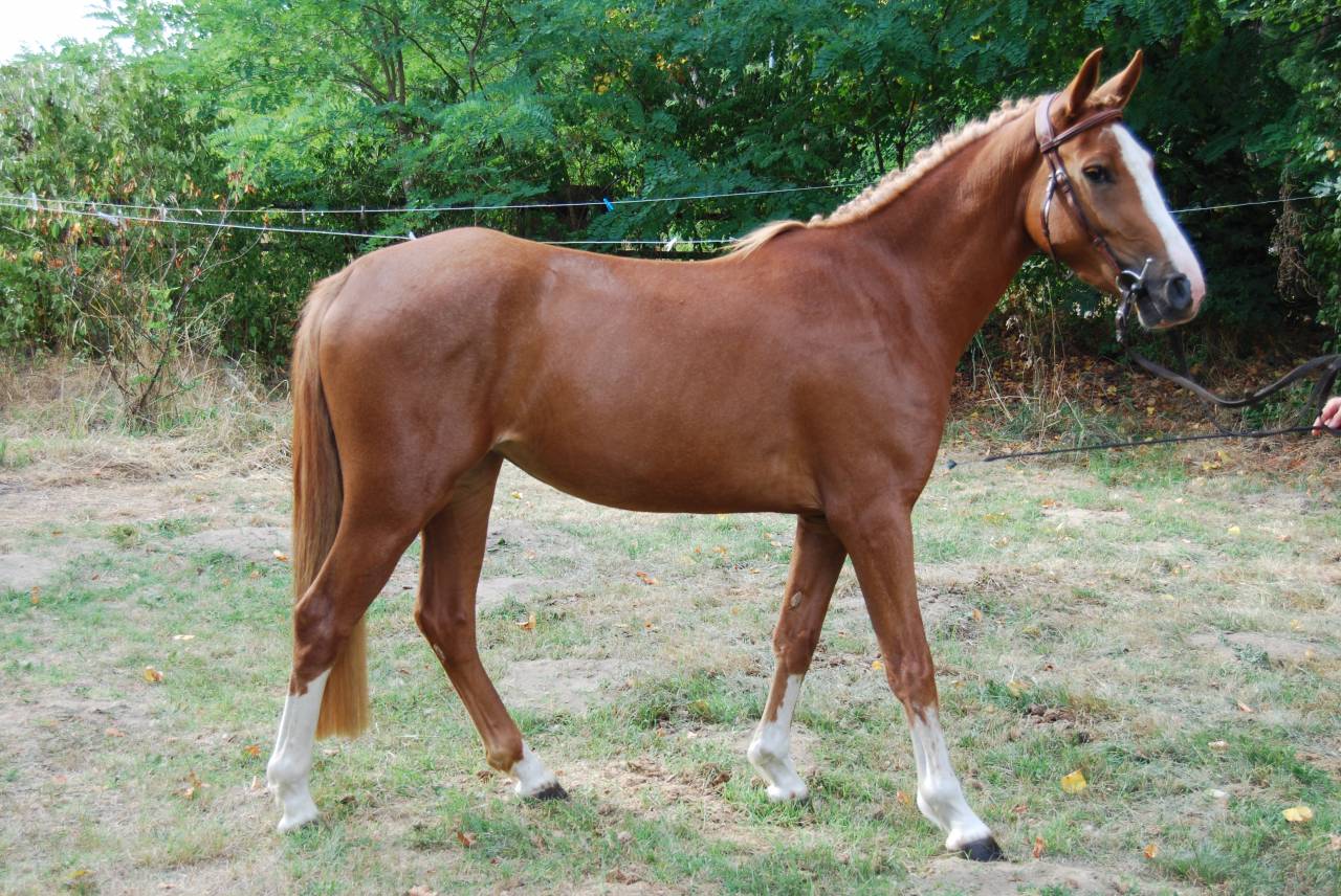 Mare French Saddle Pony For sale 2022 Silver dapple