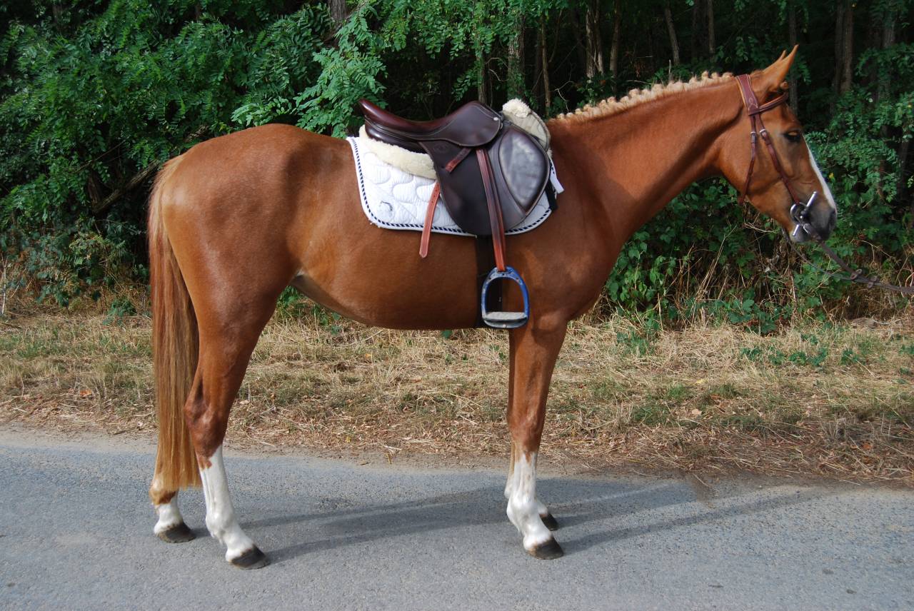 Mare French Saddle Pony For sale 2022 Silver dapple