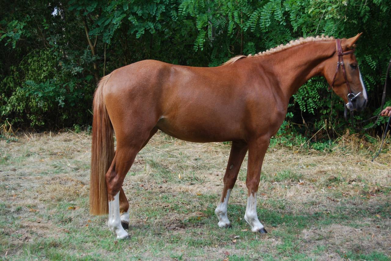 Mare French Saddle Pony For sale 2022 Silver dapple