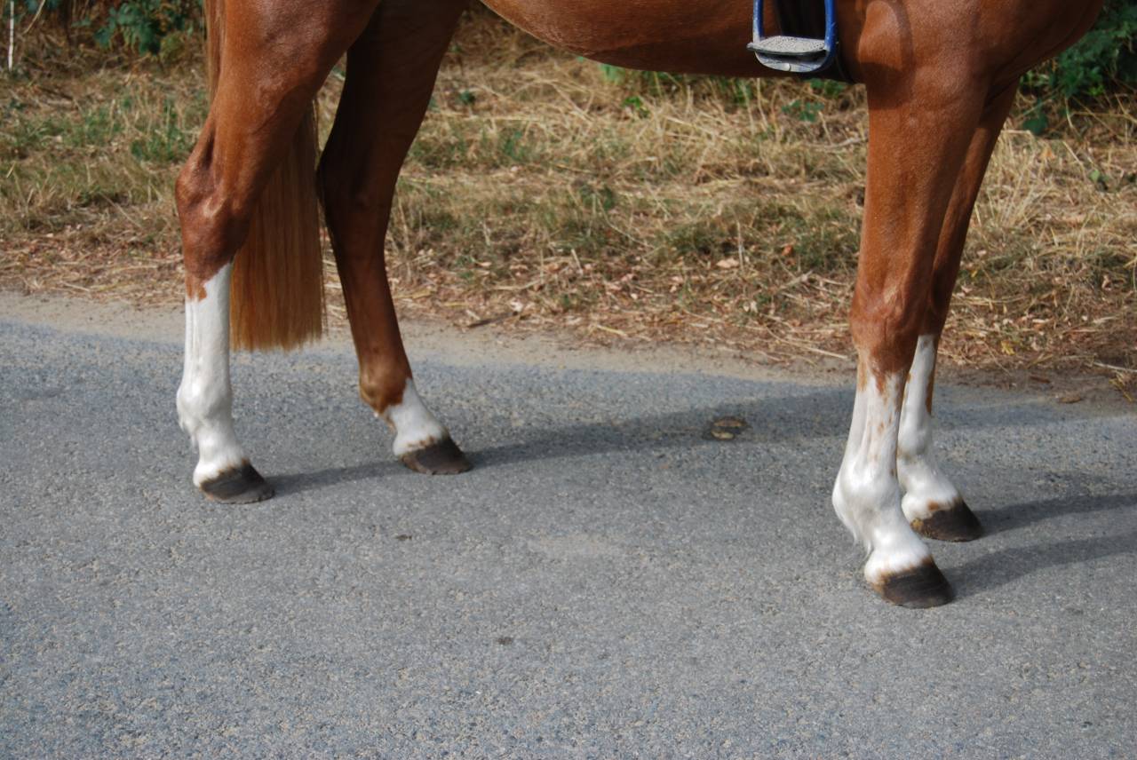 Mare French Saddle Pony For sale 2022 Silver dapple