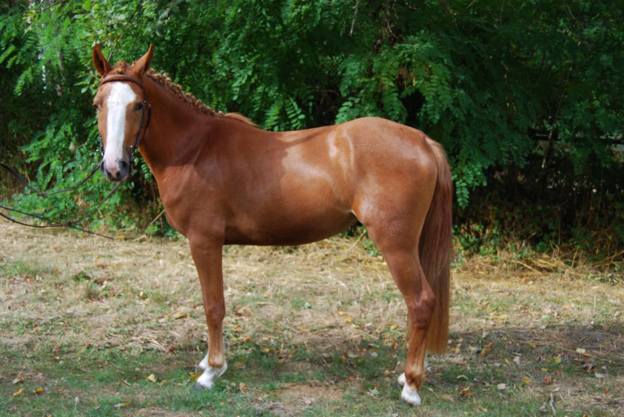 Mare French Saddle Pony For sale 2022 Silver dapple