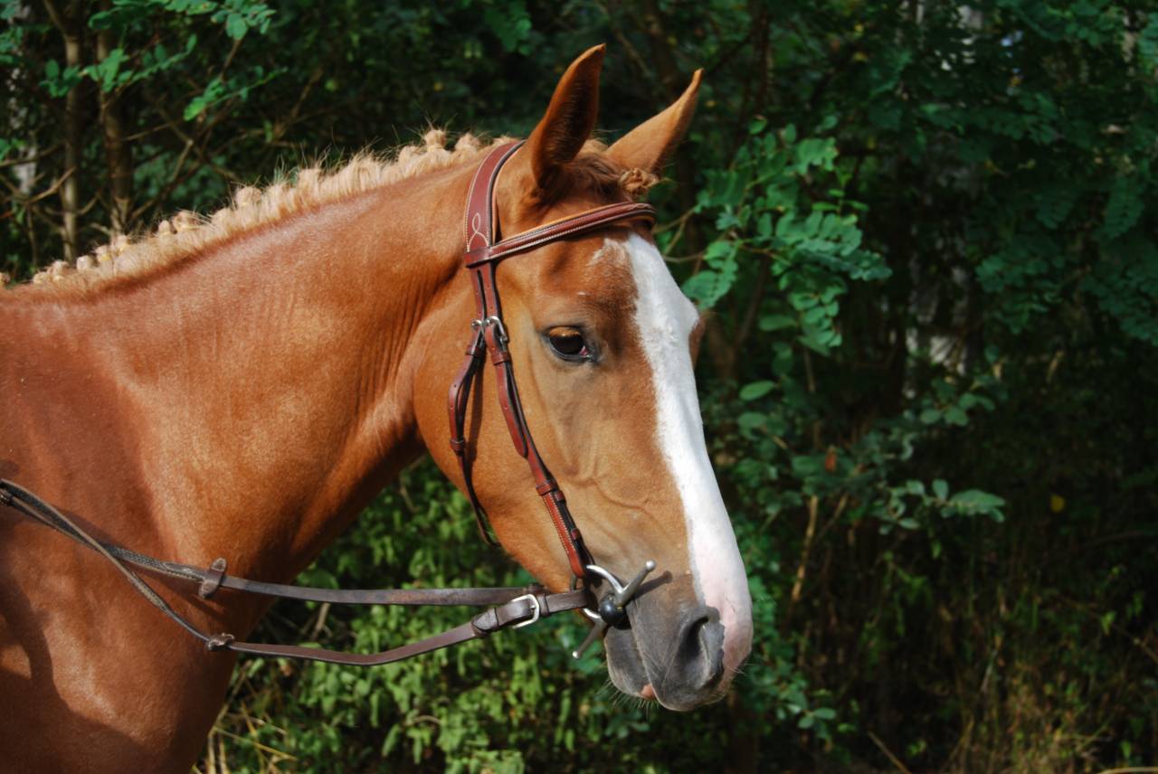 Mare French Saddle Pony For sale 2022 Silver dapple