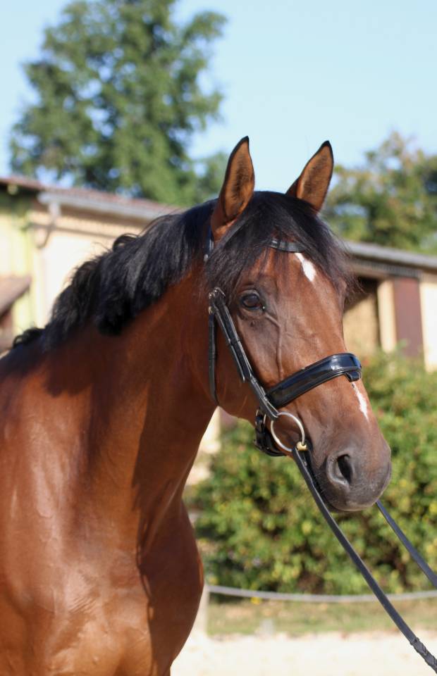 Mare KWPN Dutch Warmblood For sale 2016 Bay