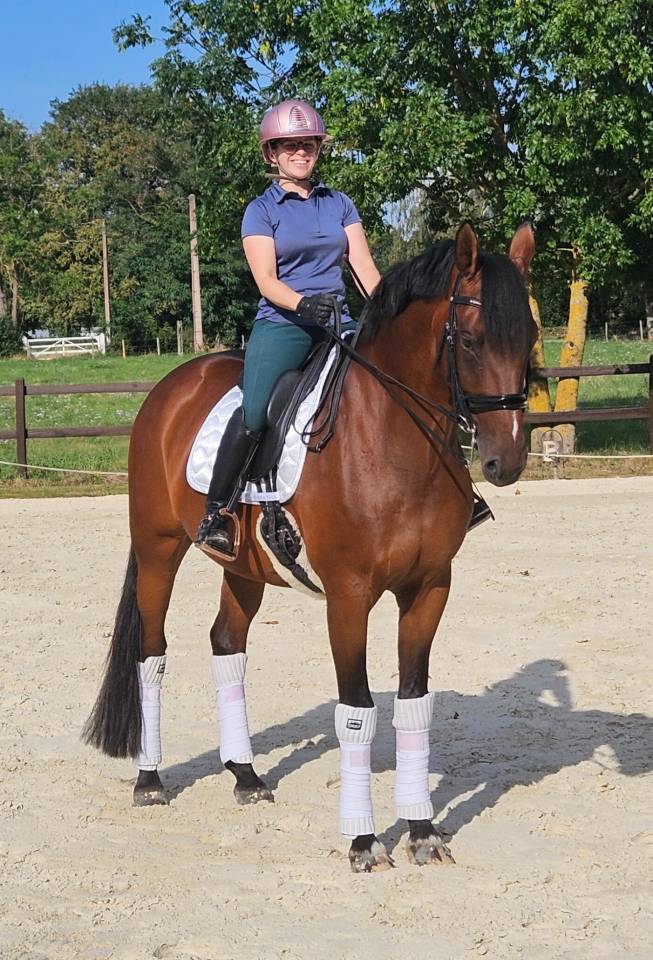 Mare KWPN Dutch Warmblood For sale 2016 Bay