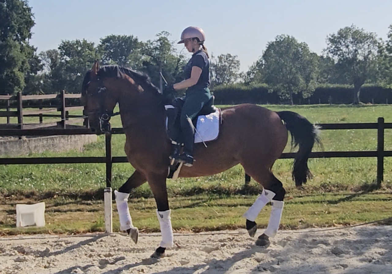 Mare KWPN Dutch Warmblood For sale 2016 Bay
