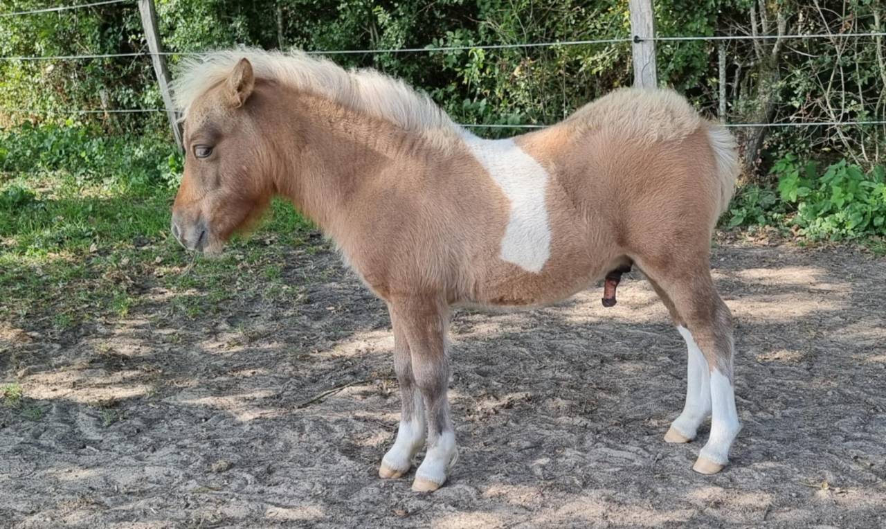 Colt Shetland Pony For sale 2025 Coloured