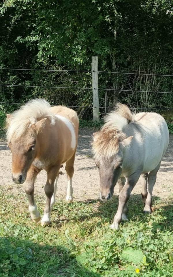 Colt Shetland Pony For sale 2025 Coloured
