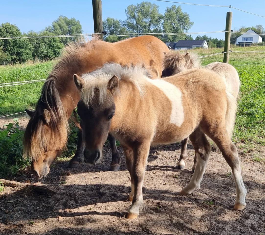 Colt Shetland Pony For sale 2025 Coloured