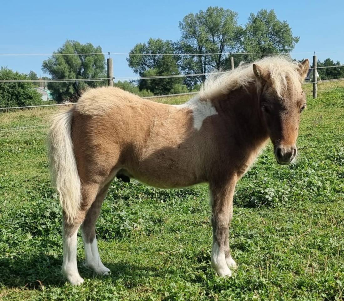Colt Shetland Pony For sale 2025 Coloured