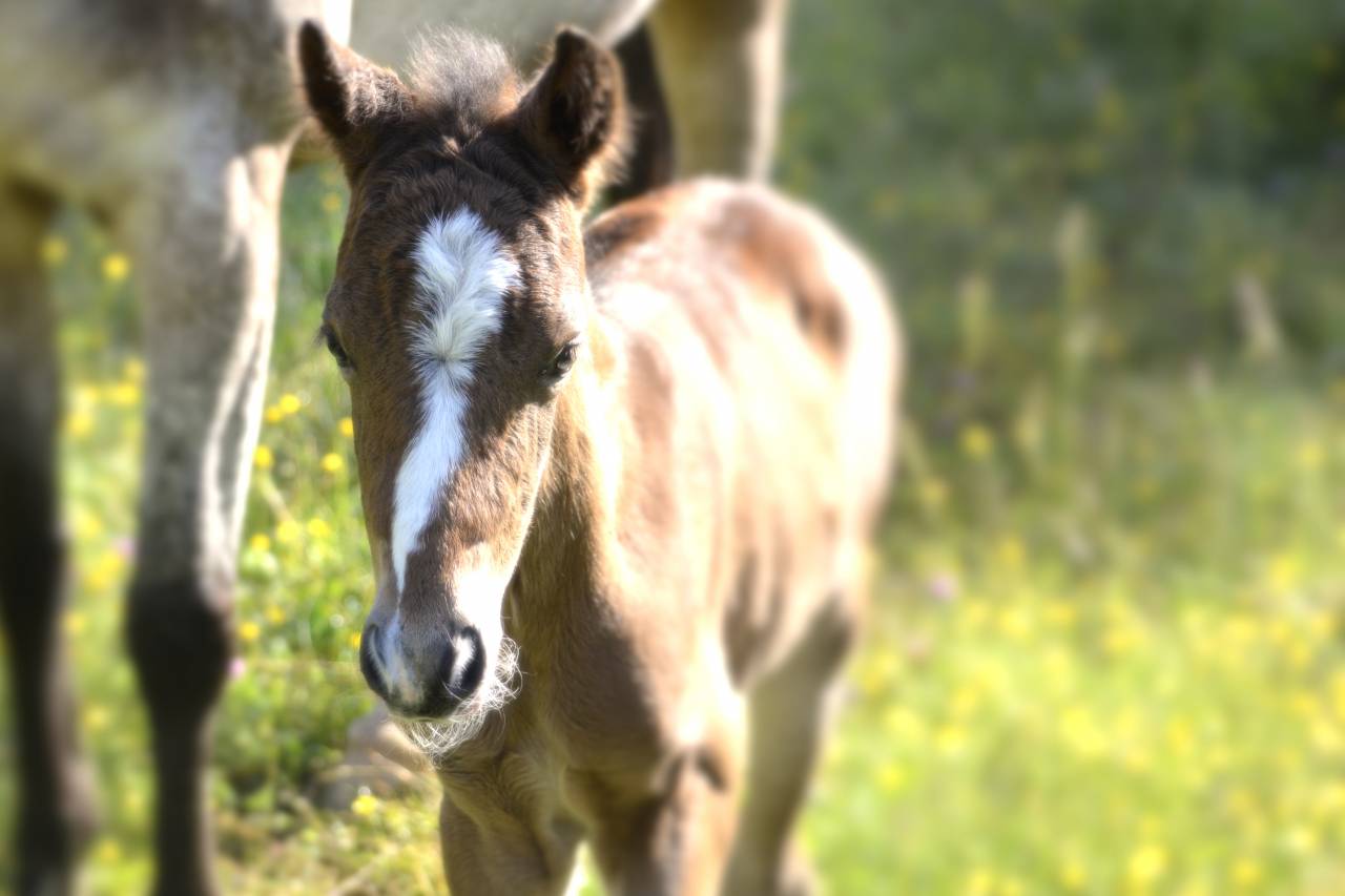 Colt New Forest For sale 2025 Dark Bay