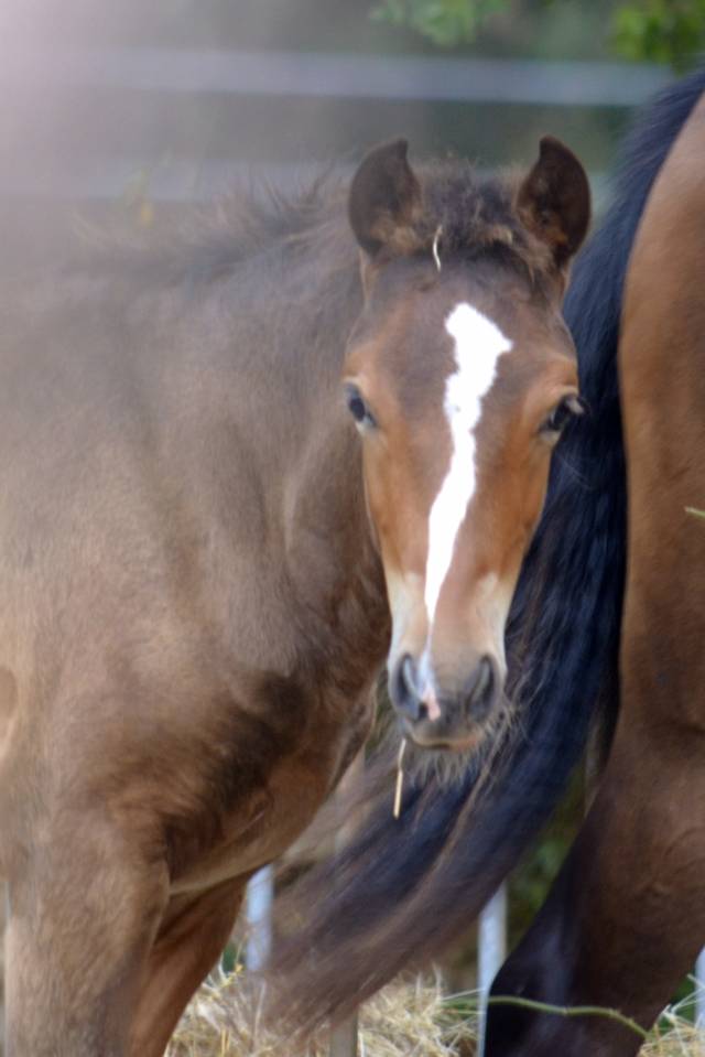 Colt New Forest For sale 2025 Dark Bay