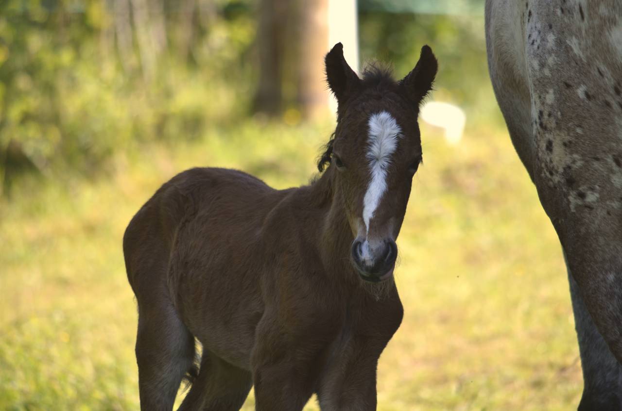 Colt New Forest For sale 2025 Dark Bay