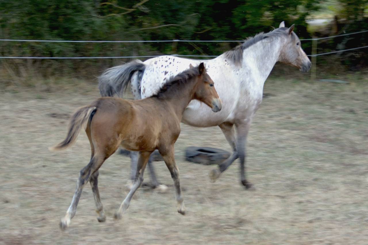 Colt New Forest For sale 2025 Dark Bay