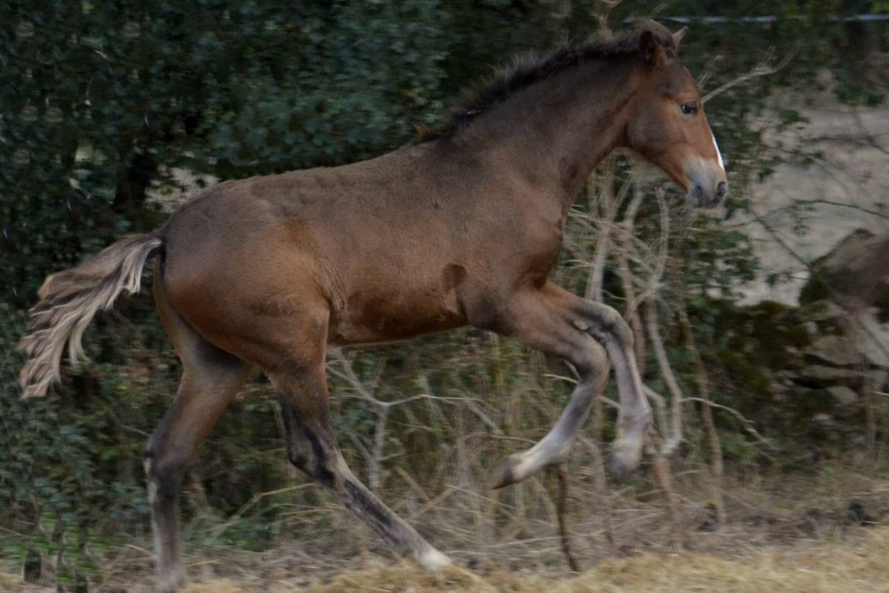 Colt New Forest For sale 2025 Dark Bay