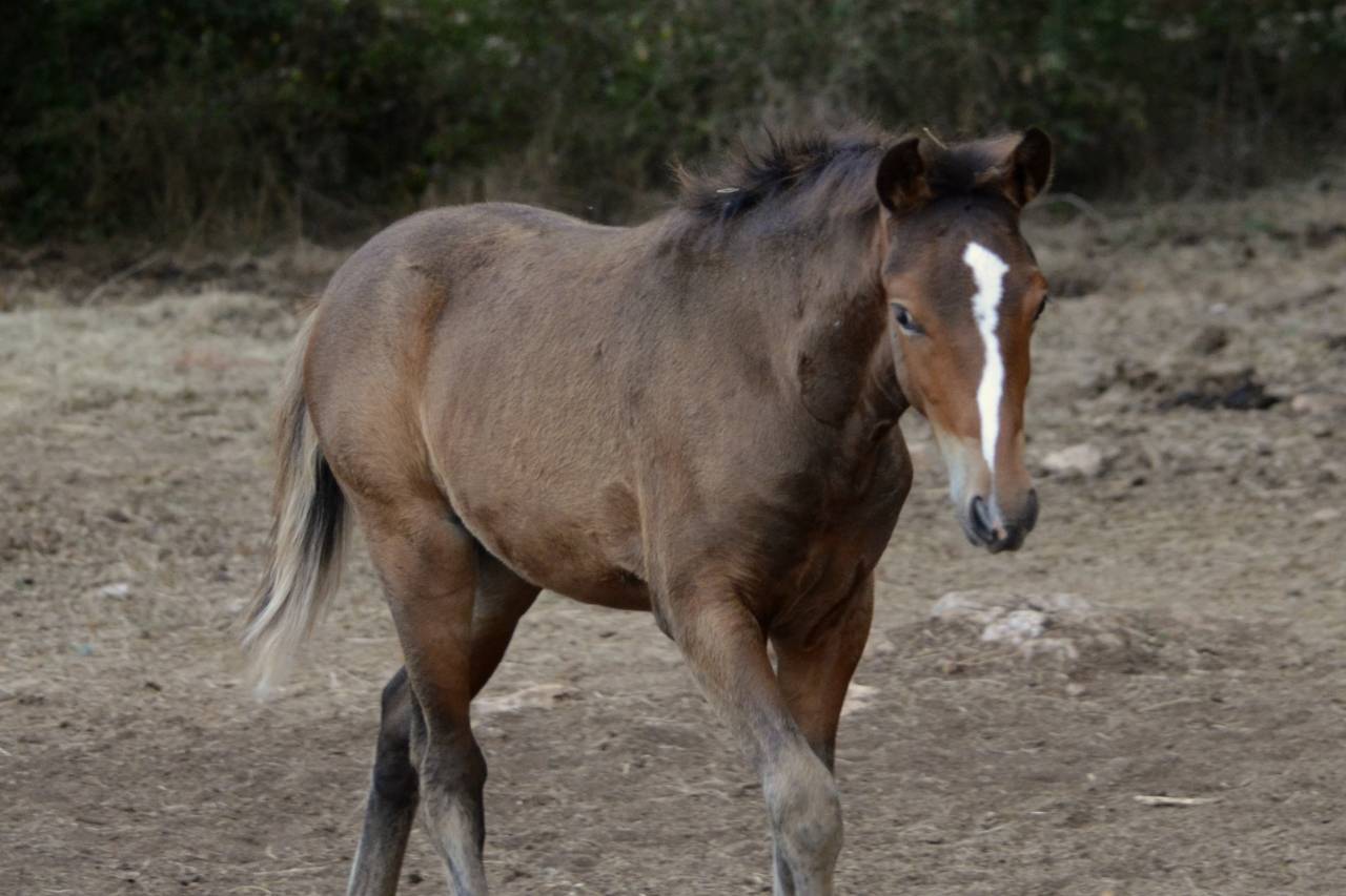 Colt New Forest For sale 2025 Dark Bay