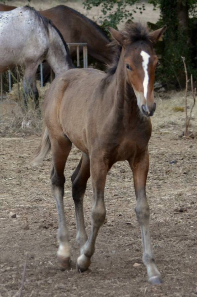 Colt New Forest For sale 2025 Dark Bay