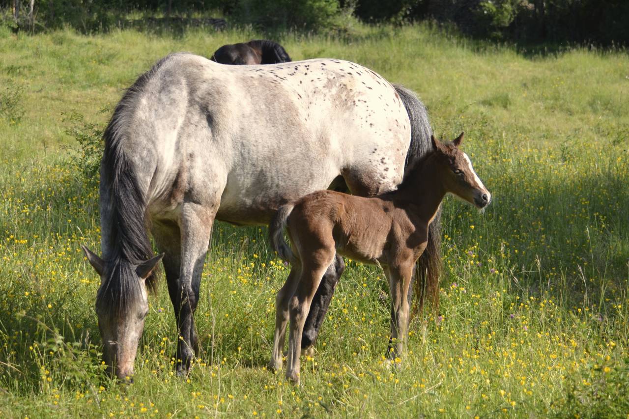 Colt New Forest For sale 2025 Dark Bay