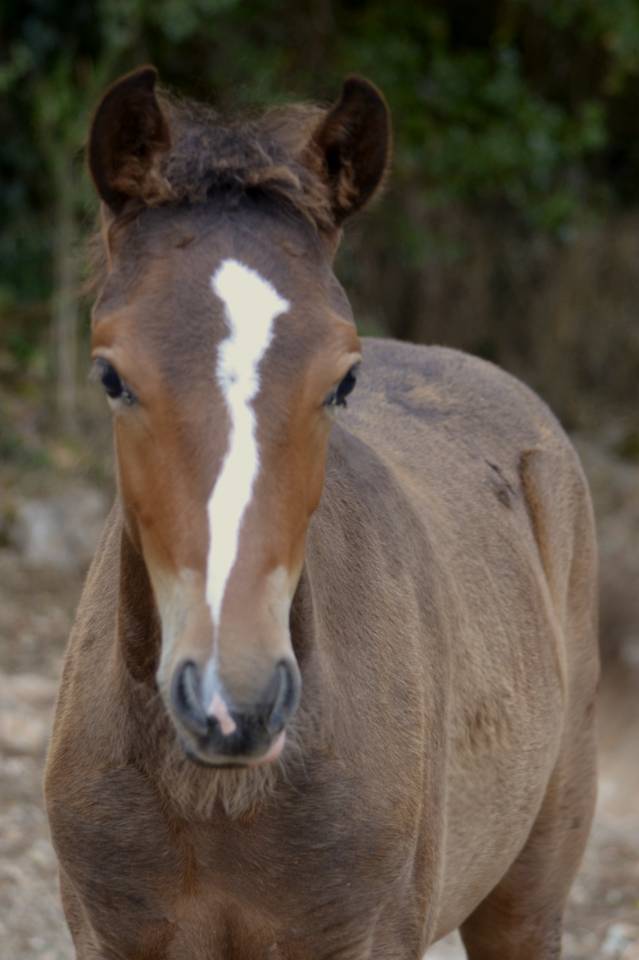 Colt New Forest For sale 2025 Dark Bay