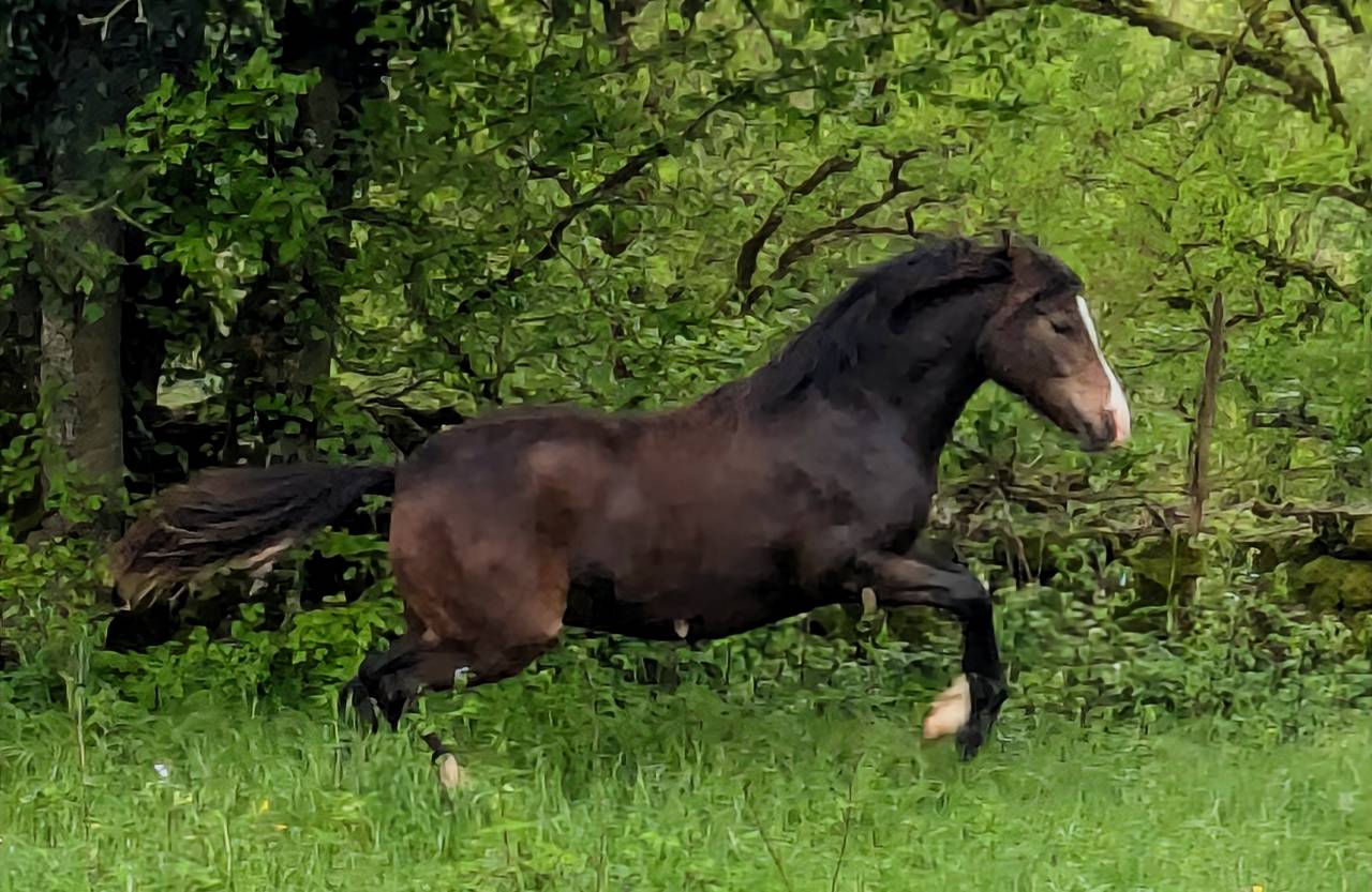 Filly New Forest For sale 2024 Dark Bay