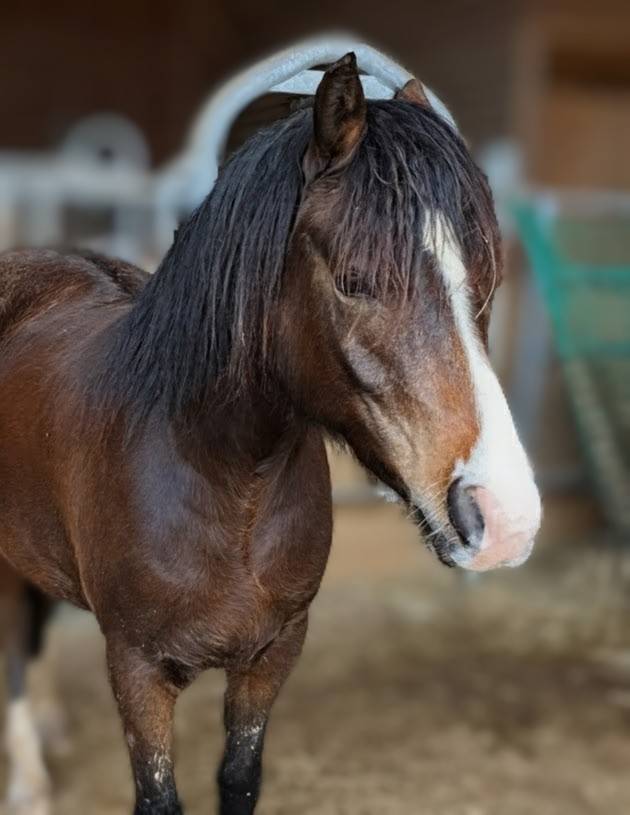 Filly New Forest For sale 2024 Dark Bay